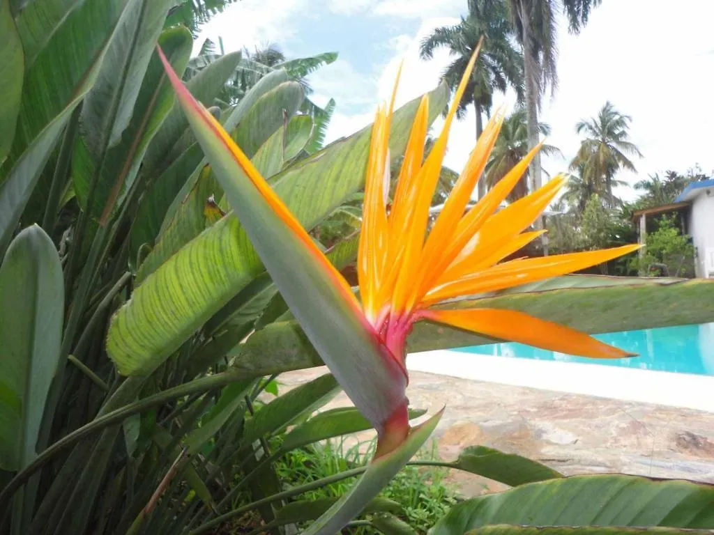 El Flamboyan Apartments Las Terrenas Dominican Republic